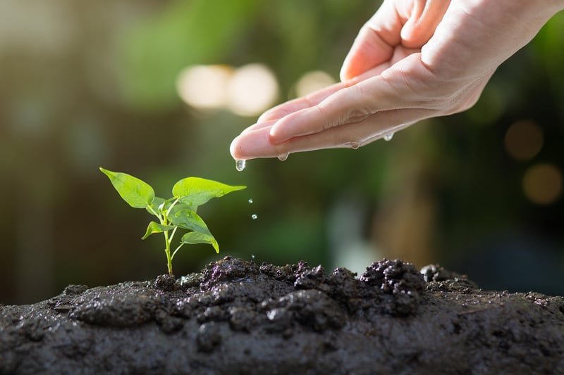 Plant Growth